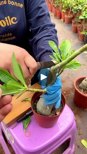 3.1K views · 43 reactions | Adenium flower grafting so easy #plantlovers #flowers #propagation #rose #anthurium #tips | Lael Ryan | Lael Ryan · Original audio Adenium Flowers, Adenium Plant, 1k Views, Growing Plants, Audio, Plants, Flowers, Quick Saves