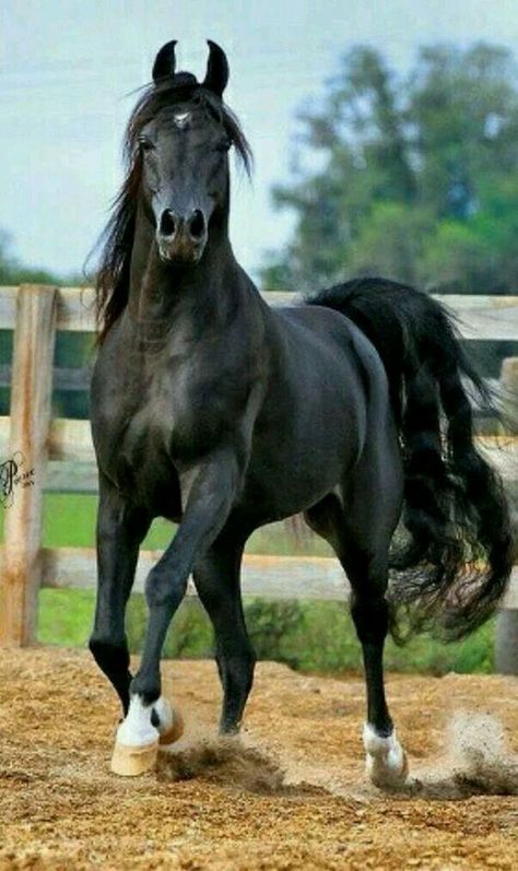 Shiny Horse, Cai Arabi, Black Arabian Horse, Horse Black, Cai Sălbatici, Rasy Koni, Beautiful Arabian Horses, Black Horses, Most Beautiful Horses