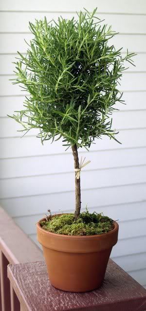 Rosemary Topiary Rosemary Topiary, Vintage Gardens, Ball Topiary, Tattoo Plant, Topiary Plants, Topiary Garden, Mosquito Repelling Plants, Boxwood Topiary, Topiary Trees