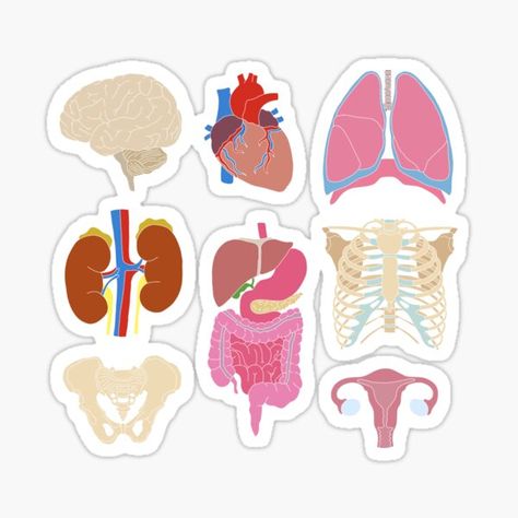 Organs Stickers, Medical Stickers, Happy Stickers, Top Artists, Montessori, Sticker Design, Anatomy, Sell Your Art, Vinyl Sticker