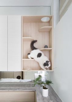 Cat Furniture Design, Micro Apartment, Cat Shelves, Residential Interior Design, Diy Interior, Cat Room, Cheap Decor, Cat Furniture, Pet Furniture