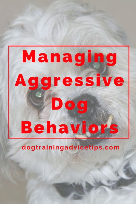 Dog Training Aggression, Dog Aggression, Aggressive Behavior, House Training Puppies, Dog Tricks, Dog Behavior Problems, Cesar Millan, Dog Training Advice, Dog Health Care