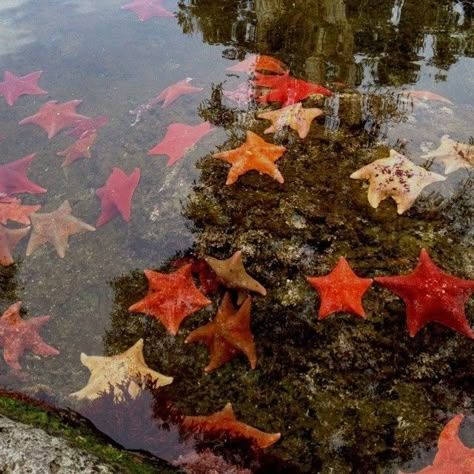 Tide Pool Aesthetic, Tidepool Aesthetic, Starfish Aesthetic, Tide Pools, Spotify Covers, Arte Inspo, Love Stars, Playlist Covers, Coraline