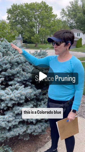 Amy Powers on Instagram: "Spruce trees only keep seven years of needles. All spruce trees not just blue spruce trees. There are no latent buds under the bark of the stems of a spruce tree or spruce shrub. So you cannot prune back into the brown zone where there are no needles. You will never get brand new growth from the interior of a spruce. 

We are at the end of the summer dormant period for evergreens. In Chicago the first week of August is the last time to do any pruning before the plant needs to be left alone to prepare for winter survival. Ideally, we would be pruning all of our evergreens in late winter early spring before the new growth comes out. Right now, as I pointed out in this video, spruce trees have their buds on the tips of their stems ready for next spring. Those new bud Arlington Heights Illinois, Blue Spruce Tree, Colorado Spruce, The Dead Zone, Colorado Blue Spruce, Spruce Trees, Winter Survival, Tree Pruning, Spruce Tree