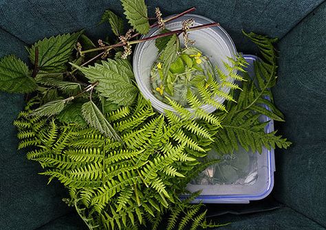 Northwest Flowers, Food Foraging, Wild Foraging, Foraging Recipes, Edible Wild Plants, Foraged Food, Plant Medicine, Wild Edibles, Wilderness Survival