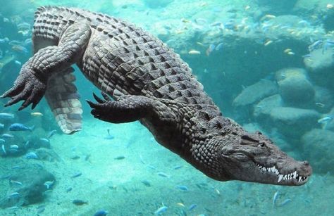 animals on Instagram: “Crocodiles have a valve at the back of their throat allowing them to open their jaw underwater.  They have an average lifespan of at least…” Alligators Art, Cute Reptiles, Animal Study, Young Animal, Animale Rare, Pretty Animals, Crocodiles, Reptiles And Amphibians, Animal Photo