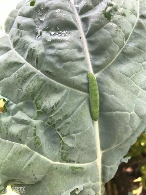 Cabbage Worm Identification and Organic Controls Broccoli Plant, Cabbage Worms, Easy Vegetable, Garden Bugs, Row Covers, Bug Control, Cabbage Leaves, Cabbages, Insect Control