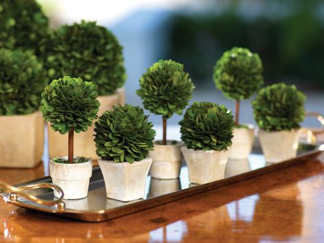 This lovely topiary is a great way to add some greenery to your decor. Made of preserved boxwood leaves in a natural finish pot, this adds a nice touch to the decor. Just mist occasionally and keep out of direct sunlight to maintain its natural texture and appearance. Carefully crafted this preserved decor piece is a true masterpiece and a treasure to behold and touch.Product Overview Colors: Green, Natural Dimensions: 2.75"W x 2.75"D x 6"H Material: Real preserved boxwood/Terracotta Weight: 2.7 Preserved Boxwood Topiary, Ball Topiary, Boxwood Balls, Preserved Boxwood, Wood Pots, Boxwood Topiary, Pot Set, Topiaries, Once A Month