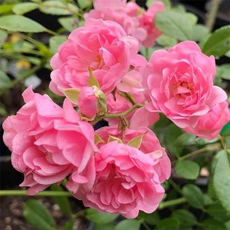 Polyantha Rose, Fairy Rose, Cow Manure, Small Pink Flowers, Types Of Roses, Shrub Roses, Pink Rose Flower, Rose Bush, Flowers Perennials