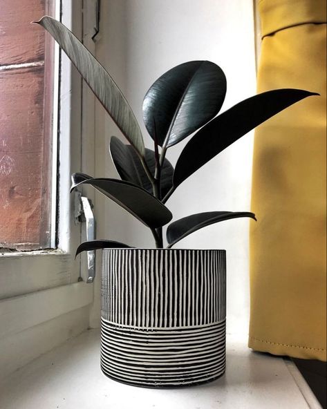 Cute black aesthetics ✨️ Rubber plant produce oxygen and can remove up to 60% of air toxins, including mold spores and bacteria. They can also filter out common indoor pollutants like formaldehyde, benzene, and carbon monoxide. Low maintenance: Rubber plants are easy to grow and require low maintenance.🌿 . #phulwaari #indoorjungle #indoorgarden #plantsplantsplants #airpurifyingplants #plantsmakepeoplehappy #indoorairquality #indoorplants #rourkelasmartcity #rourkelashines #rourkeladiaries ... Unique Plant Pots, Macetas Ceramica Ideas, Plant Container Ideas, Plants Pots Ideas, Plants For Clean Air, Decorating Pots, Big Pots, Plants Stand, Pots Ideas