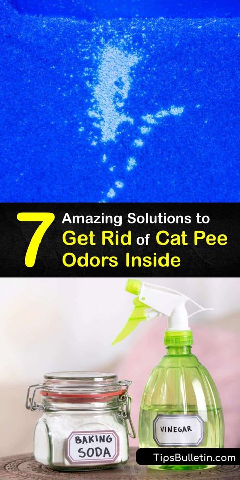 Learn how to get rid of a cat pee smell by carpet cleaning with enzymatic cleaners and an odor remover. Eliminate cat urine odor by cleaning the litter box but different methods are necessary to clean a urine stain and smell from carpets and floors. #howto #getridof #cat #urine #odor #house How To Get Cat Pee Smell Out Of Carpet, How To Get Animal Pee Out Of Carpet, Pet Order Eliminator, How To Eliminate Cat Urine Odor, Get Rid Of Cat Pee Smell Carpets, Remove Cat Pee From Carpet, How To Clean Cat Pee Out Of Carpet, Cat Urine Smell Remover Odor Eliminator, Cat Pee Smell Removal Wood