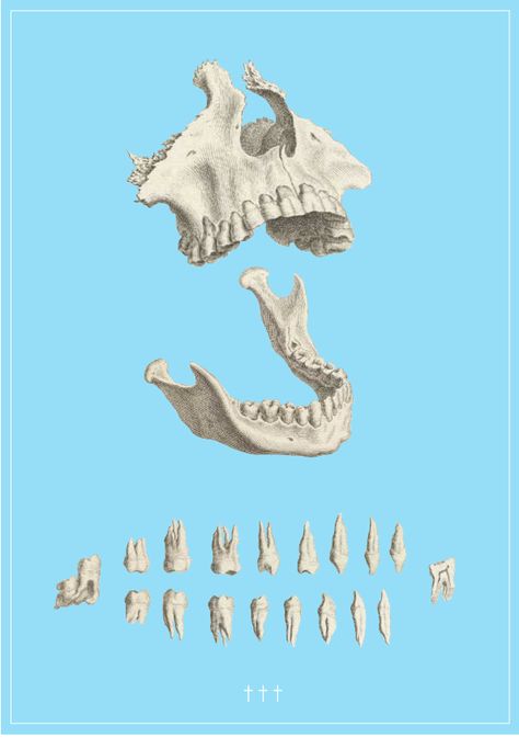 Jaw Bone Drawing, Jaw Reference, Human Jaw Bone, Animal Jaw Bone, Bone Reference, Bones Illustration, Bone Drawing, Skull Anatomy, Skull Reference