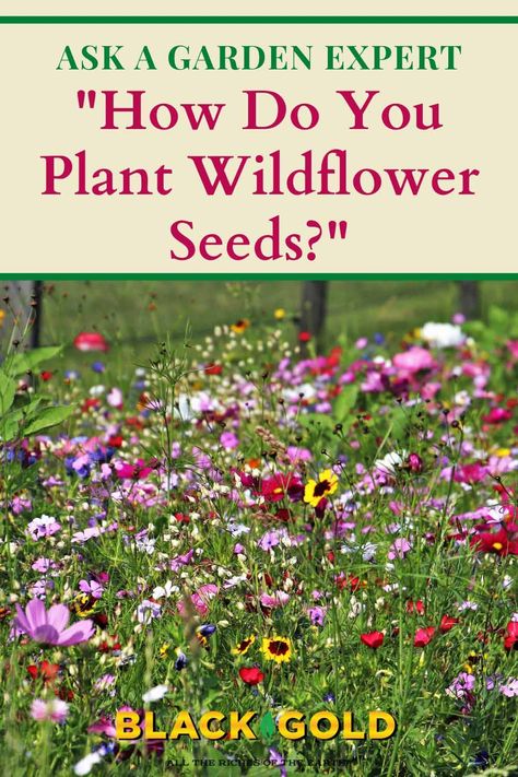 “What is the best way to plant wildflower seeds. I am preparing a spot on a sunny hill, taking the grass and roots out down to the dirt. I know I have to mix the seeds with sand. Are there any other tips on making them thrive? I appreciate the advice.  Thank you.” Question from Lexy of Weare, New Hampshire #wildflower #seed #seeds #planting #diy #howto Zone 7 Wildflowers, Wildflower Butterfly Garden, Best Wild Flowers To Plant, Wild Flowers Yard, Best Cottage Garden Plants, Wildflower Mix Garden, Wild Flower Gardens Backyards, Raised Garden Beds Wildflowers, Wildflower Flower Bed Front Yards