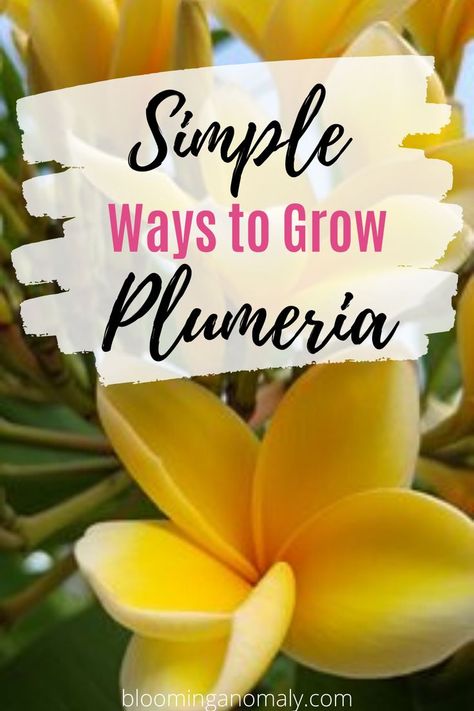 How To Grow Plumeria From Cuttings, Potted Frangipani, Plumarias Flower, Fun Backyards, Indoor Plumeria, Plumeria Care, Plumeria Plant, Gardening Knowledge, Indoor Gardening Supplies