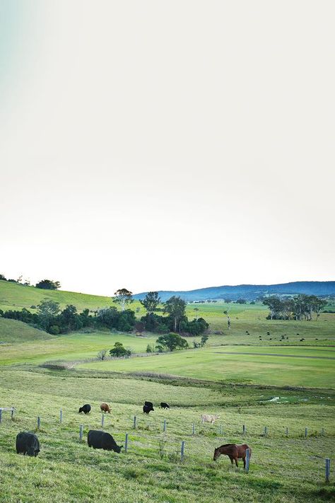 Fertile farmland surrounds the south coastal town of Milton in NSW. The town has a reputation for farm-to-table eateries, restaurants and cafes. Aussie Farm Aesthetic, Farmland Aesthetic, Australian Aesthetic, Farm Aesthetic, Farm Town, Australian Farm, Farm Land, Homes To Love, Farm Lifestyle