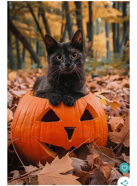 Cutest Cats Ever, Fall Cats, Chat Halloween, Halloween Photo, Cat Tattoos, Cat Halloween Costume, Zucca Halloween, Shotting Photo, October Halloween