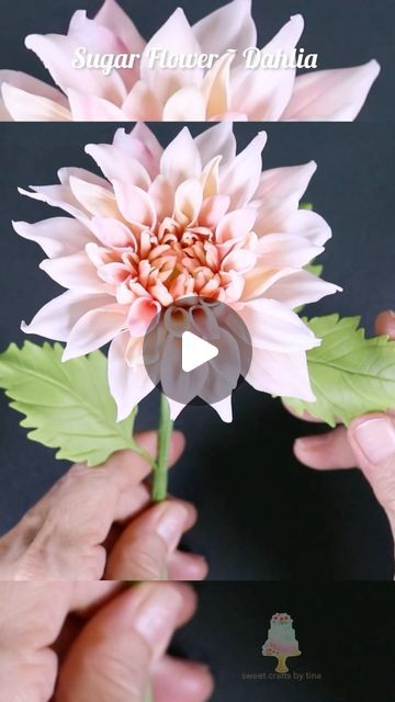 Tina Chen on Instagram: "🌸✨ Excited to share my latest creation: a stunningly realistic sugar flower dahlia! 🌸✨   Swipe to see the intricate details and vibrant colors that make this dahlia come to life. I’ve made in making each petal more beautiful and realistic. 🎨🖌️  Stay tuned for following more petals creation. Wishing you have learned from my tutorials on how to craft your own sugar flowers. 🌼🍃  #SugarFlowers #Dahlia #CakeDecorating #EdibleArt #BakingLife #SugarArt #FlowerPower" Sweet Crafts, Flower Dahlia, Sugar Paste Flowers, Sugar Flowers Tutorial, Fondant Flower Tutorial, Fondant Flower Cake, Gumpaste Flowers, Flowers Tutorial, Cake Flowers