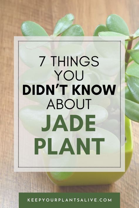 Explore seven surprising facts about jade plant, from their symbolism to care tips, and learn how to keep yours thriving for years to come. Houseplant Aesthetic, Facts About Plants, Jade Plant Care, Gardening Indoors, Detox Your Home, Jade Plant, Indoor Plant Care, Crassula Ovata, Growing Plants Indoors