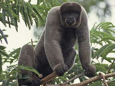 gray woolly monkey Woolly Monkey, Baboon, Primates, Nature Animals, New World, Grey, Animals, Nature