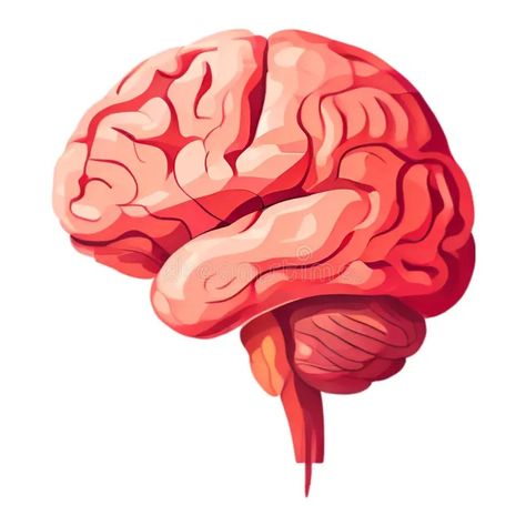 Illustration of human brain, isolated on white background. Illustration about background, nervous, health, structure, science, study, mental, cognitive, function, neural - 333857915 Vector Illustration People, Brain Vector, Human Nervous System, Science Study, Cognitive Functions, Man Anatomy, Brain Structure, Abstract Animal Art, Medical Illustration