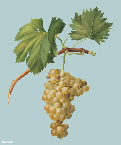 Grape vine from Pomona Italiana (1817 - 1839) by Giorgio Gallesio (1772-1839). Original from New York public library. Digitally enhanced by rawpixel. | free image by rawpixel.com Vine Fruit, Botanisk Illustration, Classic Art Prints, Free Illustration Images, Black Grapes, Vitis Vinifera, Muscat, Rock Design, New York Public Library