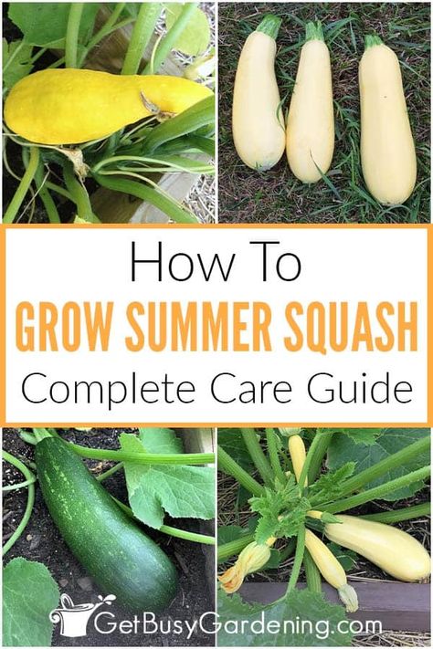 How To Plant Squash Raised Beds, How To Grow Squash In A Raised Bed, When To Harvest Squash, How To Plant Squash, Planting Squash Raised Beds, How To Plant Zucchini Plants, Growing Squash In Raised Beds, Growing Summer Squash, Squash Companion Plants