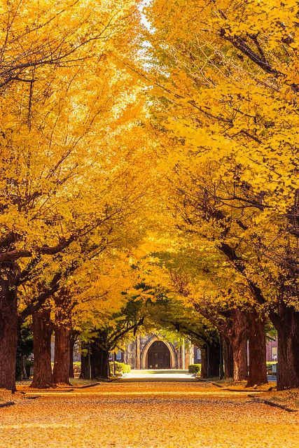 Avenue of Ginkgo Trees at The University of Tokyo | 🚩 The U… | Flickr Tokyo Autumn, University Of Tokyo, Tokyo University, Princess Warrior, City Tokyo, Pink Cover, Japanese Tree, Ginkgo Tree, Japanese Landscape