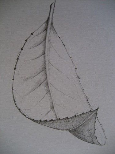 Foreshortenend leaf | Not much to show for drawing class num… | Flickr Drawing Leaf, Easy Pencil Drawings, Leaves Sketch, Seni Vintage, Couple Drawing, Nature Art Drawings, Drawing Eyes, Seni 2d, Desen Anime