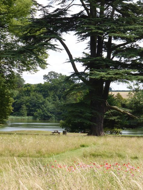 https://flic.kr/p/wbD26z | Compton Verney Wild Flower Meadow 3 Compton Verney, Wild Flower Meadow, Flower Meadow, Wild Flower, Landscape Architecture, Wild Flowers, Things To Do, Country Roads, Architecture