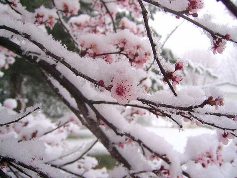 Ice Aesthetic, Aesthetic Snow, Story Aesthetic, Snow Flower, I Love Winter, Natural Wedding Makeup, Winter Scenery, Gods Creation, Fantasy Aesthetic