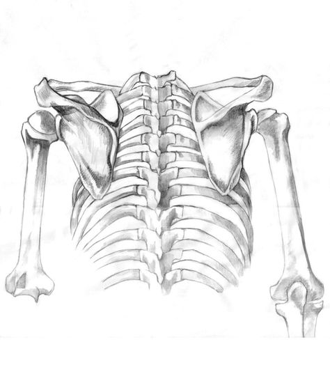 Skeleton view from the back Skeleton Back Drawing, Rib Skeleton Drawing, Ribcage Back View, Skeleton Art Side View, Ribs Human Skeleton, Human Skeleton Back View, Zine Aesthetic, Skeleton Human, The Human Anatomy