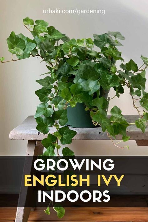 How To Care For English Ivy Indoors, Potted Ivy Indoor, Ivy In Bathroom, How To Grow Ivy Indoors, Ivy Plants Indoor, English Ivy Plant Indoor, Growing Ivy Indoors, Ivy Plant Indoor Care, English Ivy Indoor Decor