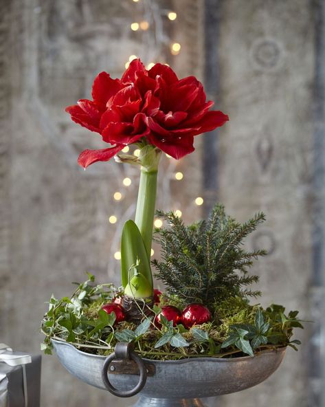 Amaryllis Centerpiece, Amaryllis Arrangement, Amaryllis Christmas, Neutral Holiday Decor, Red Amaryllis, Amaryllis Flowers, Amaryllis Bulbs, Christmas Planters, Christmas Flower Arrangements