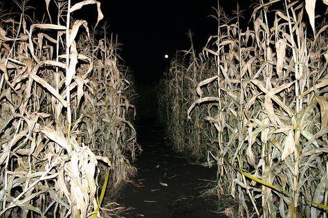 Nighttime corn maze Corn Maze At Night, Scary Corn Maze, X Aesthetic Movie, X Movie Aesthetic, Midwestern Gothic, Children Of The Corn, American Gothic, Corn Maze, Southern Gothic