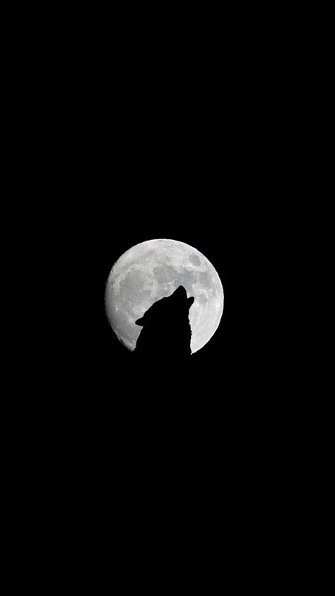 Wolf Phone Wallpaper Wolf Screen Wallpaper, Black Wolf Wallpaper Iphone, Black And White Wolf Wallpaper, Wolf Black Wallpaper, Black Wolf Aesthetic Wallpaper, Werewolf Iphone Wallpaper, Mat Black Wallpaper, Aesthetic Bedroom Ideas Luxury, Wallpaper Iphone Wolf