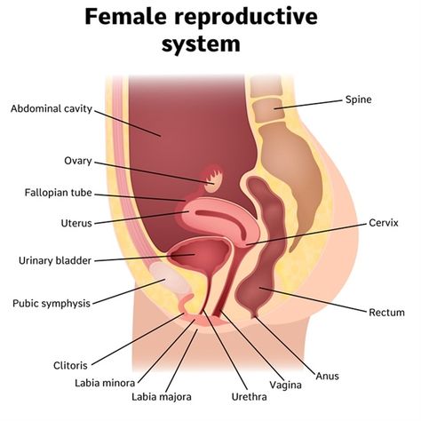 Female internal genital organs sectional, structure of the female reproductive system. Image Credit: Shutterstock Structure Of Female Reproductive System, Female Genital System Histology, Human Female External Genitalia Anatomy, Genital Anatomy Drawing, Female Reproductive System Anatomy, Human Anatomy Female, The Female Reproductive System, Zulu Women, Basic Anatomy And Physiology