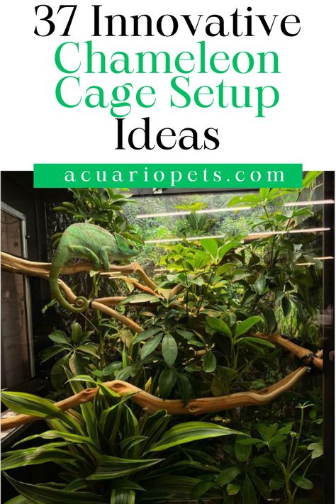 o you want to make something innovative for your chameleons? Then, you can take suggestions from this article that offers you 37 innovative chameleon cage setup ideas. These cage ideas will be the portrayal of your creativity, including the basic requirements to keep your chameleon happy. Also, DIYing these chameleon cages can save you money from spending on readymade chameleon enclosures. Chameleon Enclosure Ideas Diy, Jackson Chameleon Habitat, Chameleon Tank Ideas, Reptile Cage Ideas, Chameleon Set Up, Veiled Chameleon Enclosure Ideas, Chameleon Habitat Ideas, Pet Camilion, Chameleon Terrarium Ideas