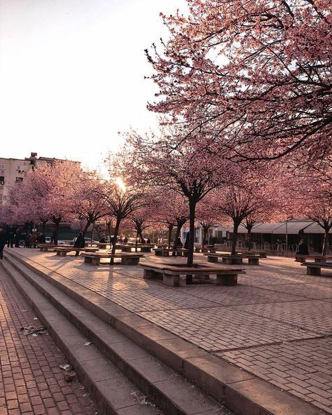 Alessia 🌸 on Instagram: “🌸 Sakura season 🌸” Alessia Core, Sakura Aesthetic, Sakura Season, Spring In Japan, Issa Vibe, Japan Sakura, Travel Inspo, Cherry Blossom, Blossom