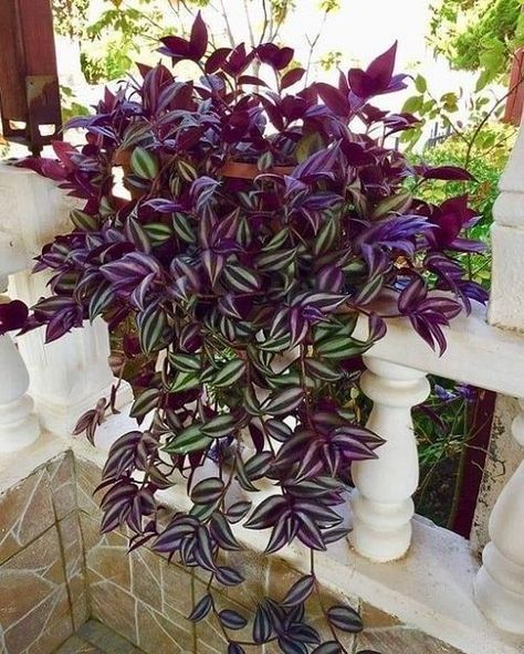 Wandering Jew Plant, Household Plants, Plant Care Houseplant, Plants For Hanging Baskets, Hanging Plants Indoor, Container Gardening Flowers, Inside Plants, Growing Plants Indoors, Best Indoor Plants