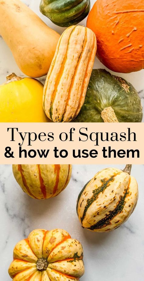 Different Squashes Types Of, How To Use Acorn Squash, Different Kinds Of Squash How To Cook, Seasonal Squash Recipes, Whole Squash Recipes, Trumpet Squash Recipes, Winter Butternut Squash Recipes, Pictures Of Squash, Squashes Types Of