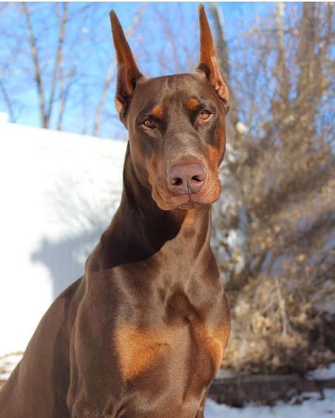 Doberman Pinscher on Instagram: “#dobe #doberman #dobermanpinscher #dobermaninstagram @doseofdex” Brown Doberman Aesthetic, Red Doberman Pinscher, Doberman Colors, Brown Doberman, Doberman Pinscher Funny, Red Doberman, Black And Tan Terrier, Doberman Training, German Pinscher