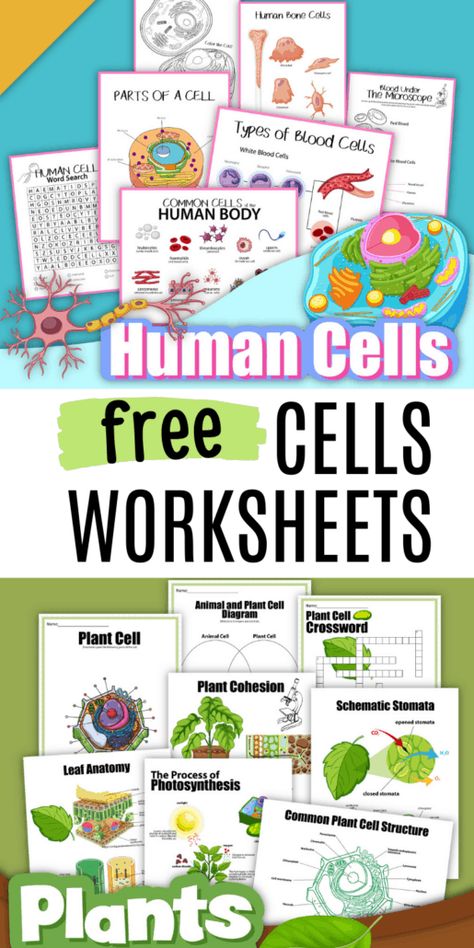 Sped Science Lessons, How To Teach About Cells, Cell Membrane Model Projects, Plant Cell Activity, Human Cell Structure, Fun Science Activities For Kids, Cell Activities, Middle School Life Science, Free Science Printables