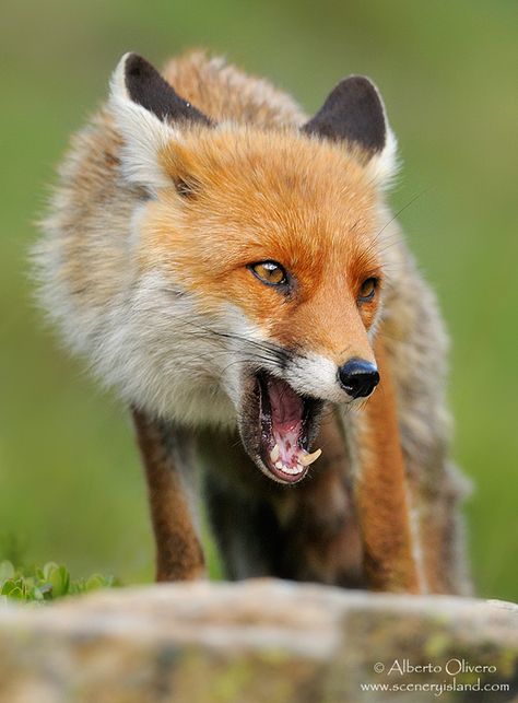 Fox Snarling, Vulpes Vulpes, Fantastic Fox, Fox Images, Fox Drawing, Fox Pictures, British Wildlife, Pet Fox, Fox Art