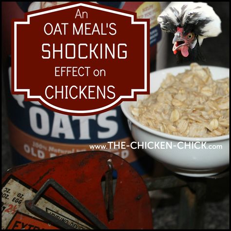 The Shocking Effect of an Oatmeal Breakfast on Chickens Urban Chicken Farming, City Chicken, Oat Meal, Chickens In The Winter, Urban Chickens, Backyard Chicken Farming, Chicken Health, Chicken Treats, Best Chicken Coop