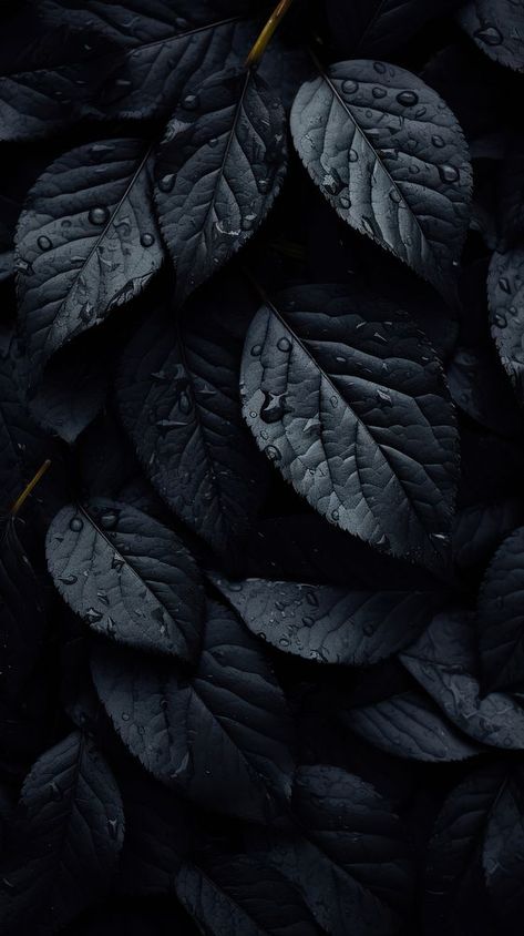 Leaves in black color backgrounds monochrome freshness. AI generated Image by rawpixel. | premium image by rawpixel.com / Techi Dark Colour Wallpaper, Iphone Wallpaper Leaves, Dark Leaves Wallpaper, Black Leaves Wallpaper, Wallpaper Black Dark, Black Dark Wallpaper, Dark Iphone Wallpaper, Iphone Wallpaper Dark, Iphone Wallpaper Black