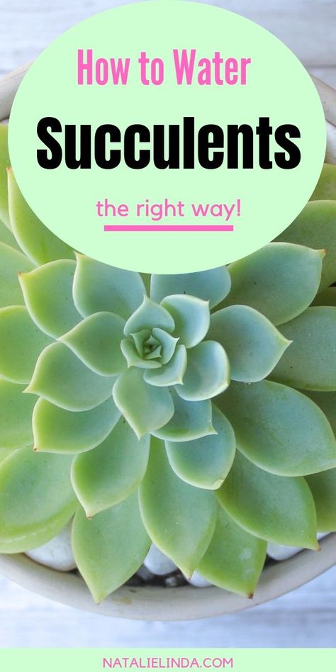 Learn how to water succulents so that you can grow a healthy succulent garden! This easy guide will show you how and when to water your succulents! Water Succulents, Outdoor Succulents, How To Water Succulents, Succulent Garden Indoor, Succulent Garden Design, Household Plants, Plant Care Houseplant, Succulent Garden Diy, Inside Plants