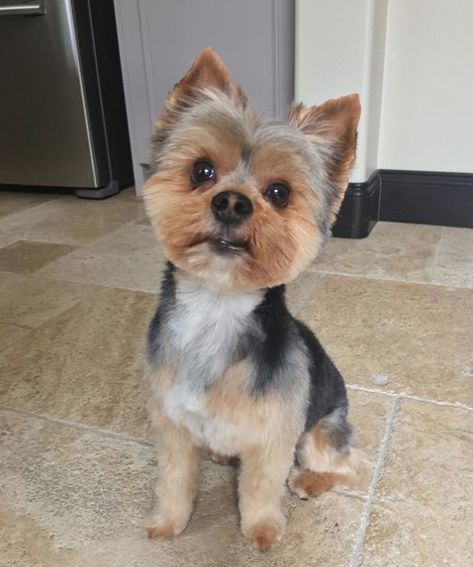 60 Best Yorkie Haircuts for Males and Females – The Paws Short Morkie Haircut, Yorkie Haircut Short, Male Yorkie Haircut, Yorkie Haircuts Female, Male Yorkie Hairstyles, Short Yorkie Haircut, Yorkie Haircut Male, Yorkie Puppy Haircuts, Yorkie Puppy Cut