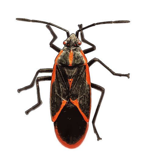 Identify and Control Boxelder Bugs Boxelder Bugs, Box Elder Bugs, Lady Beetle, Plant Pests, Golf Bags, Bugs, Insects, Bugs And Insects