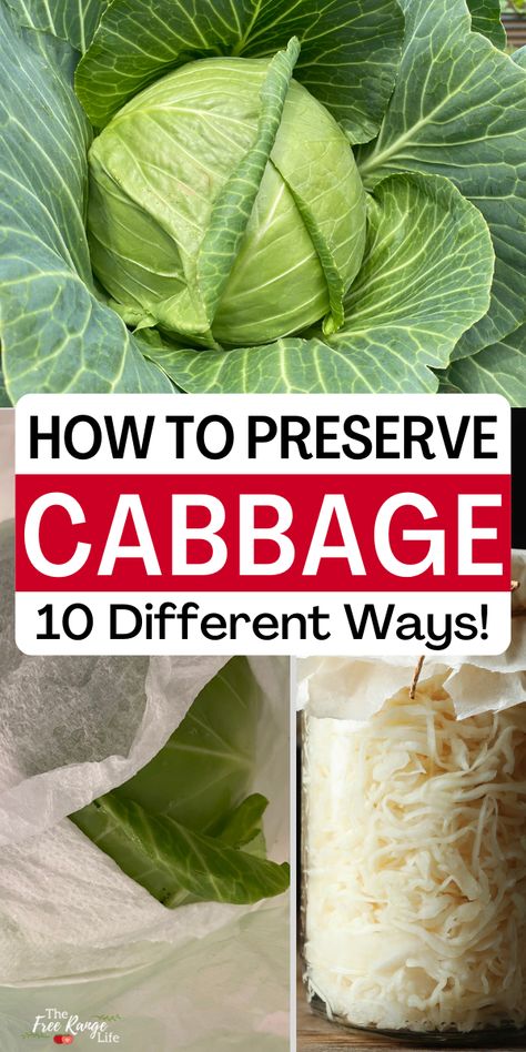 Cabbage is a great cool weather crop that can give you a big harvest and fill you up. Learn all the ways to preserve cabbage to extend its shelf life- so you can enjoy it longer! Canning Cabbage Recipes, Preserve Cabbage, Freezing Cabbage, Canning Cabbage, Dehydration Method (food), Dehydrator Recipes Fruit, Water Bath Canning Recipes, Diy Canning, Preserving Vegetables