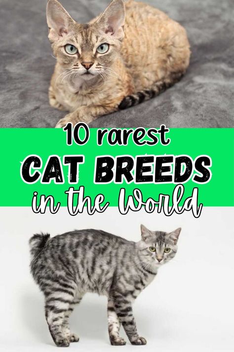 Cats are one of the most common household pets in the world; however, not all cat breeds are quite so common. So, which are the ten rarest cat breeds in the world?
The rarest cat breed in the world is the Sokoke cat. These cats were at one point considered a hybrid, but that theory has been proven incorrect. However, while none are quite as rare as the Sokoke, there are lots of other rare breeds such as the Devon Rex cat, Kurilian Bobtail cat, Norwegian Forest cat, and more. Kurilian Bobtail Cat, Sokoke Cat, Albino Cat, Loki Cat, Cat Breeds List, Devon Rex Cat, Turkish Van Cats, Chartreux Cat, All Cat Breeds